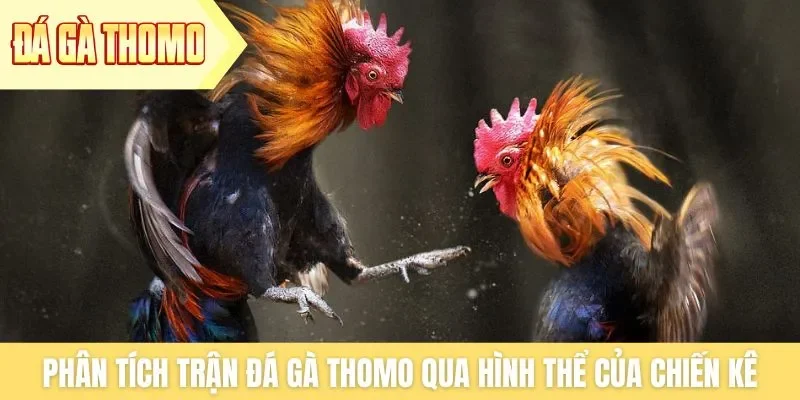Thuật Ngữ ĐÁ GÀ THOMO Quan Trọng Nhất Người Mới Cần Nắm Rõ 3 diễn biến trận đá gà thomo