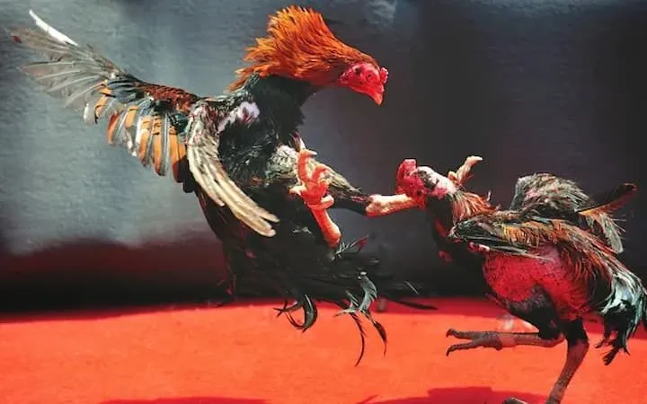 Thuật Ngữ ĐÁ GÀ THOMO Quan Trọng Nhất Người Mới Cần Nắm Rõ 2 tổng quan trường gà thomo